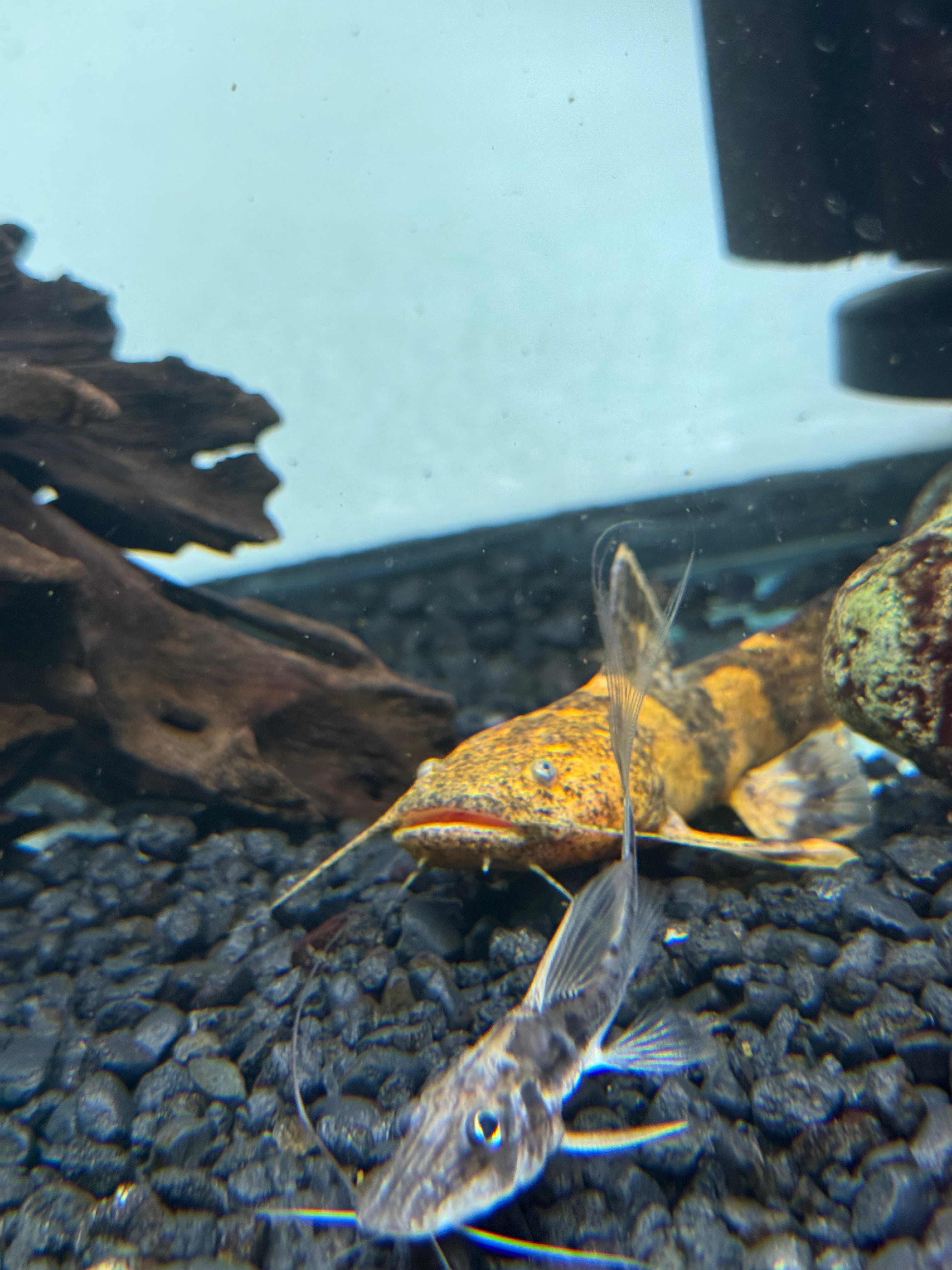 Bumblebee Catfish (5-6”)