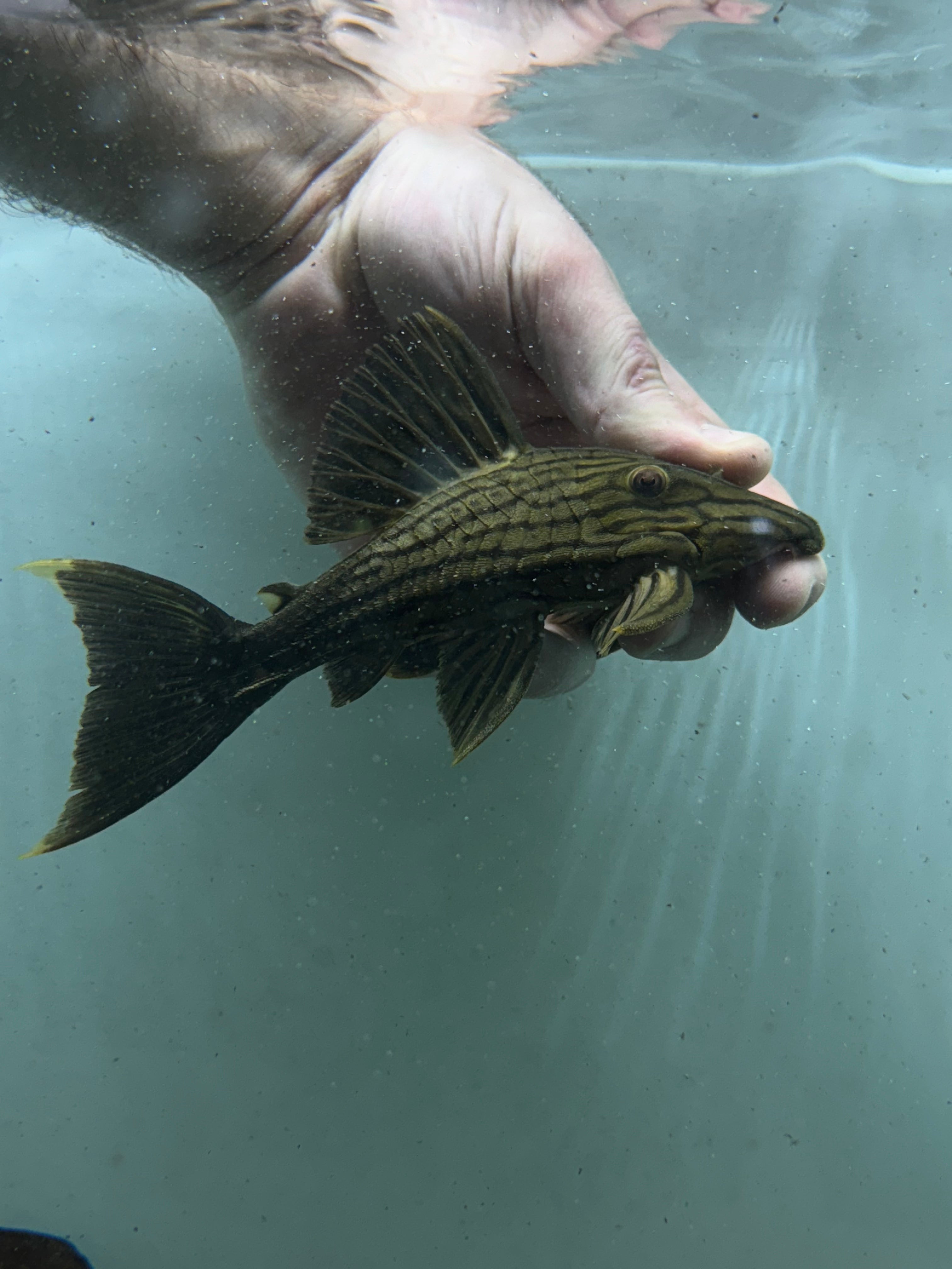 L027c Goldline Royal Pleco