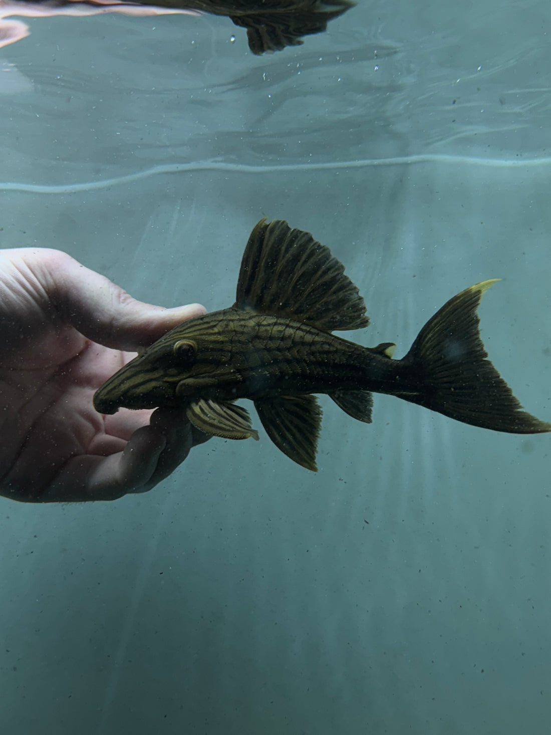 L027c Goldline Royal Pleco