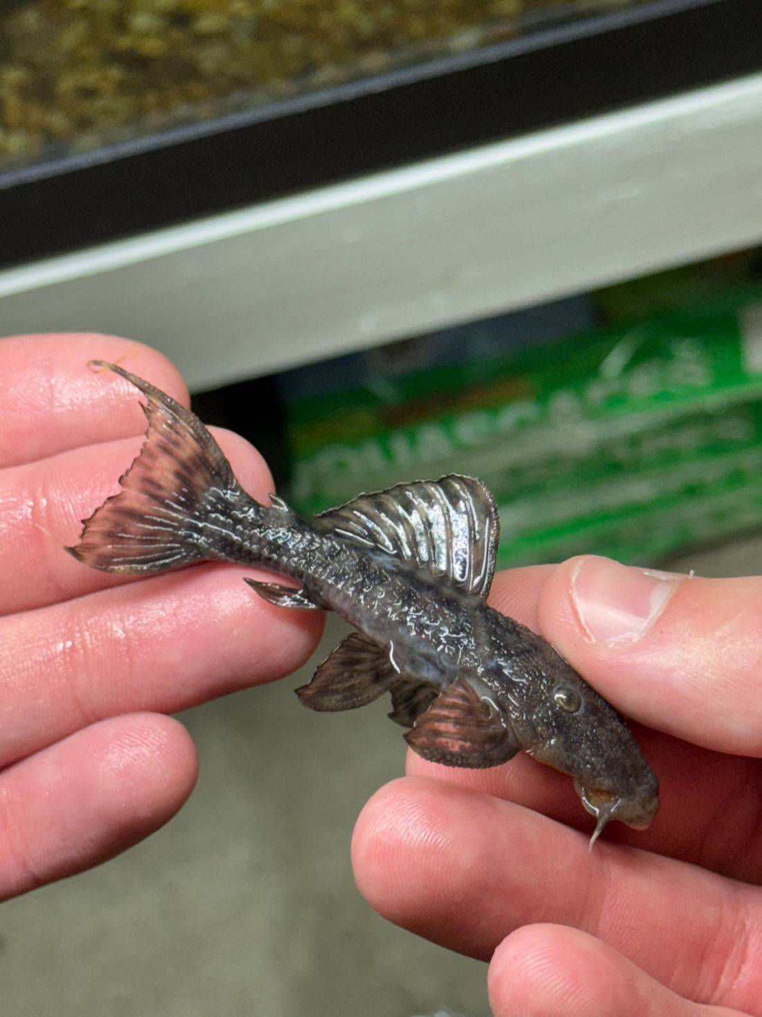 L079 Slender Cactus Pleco (4&quot;)