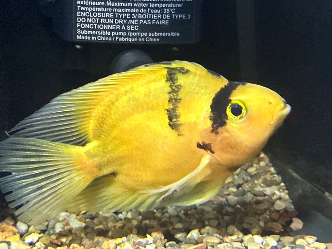 Yellow Tiger Parrot (5-5.5”)