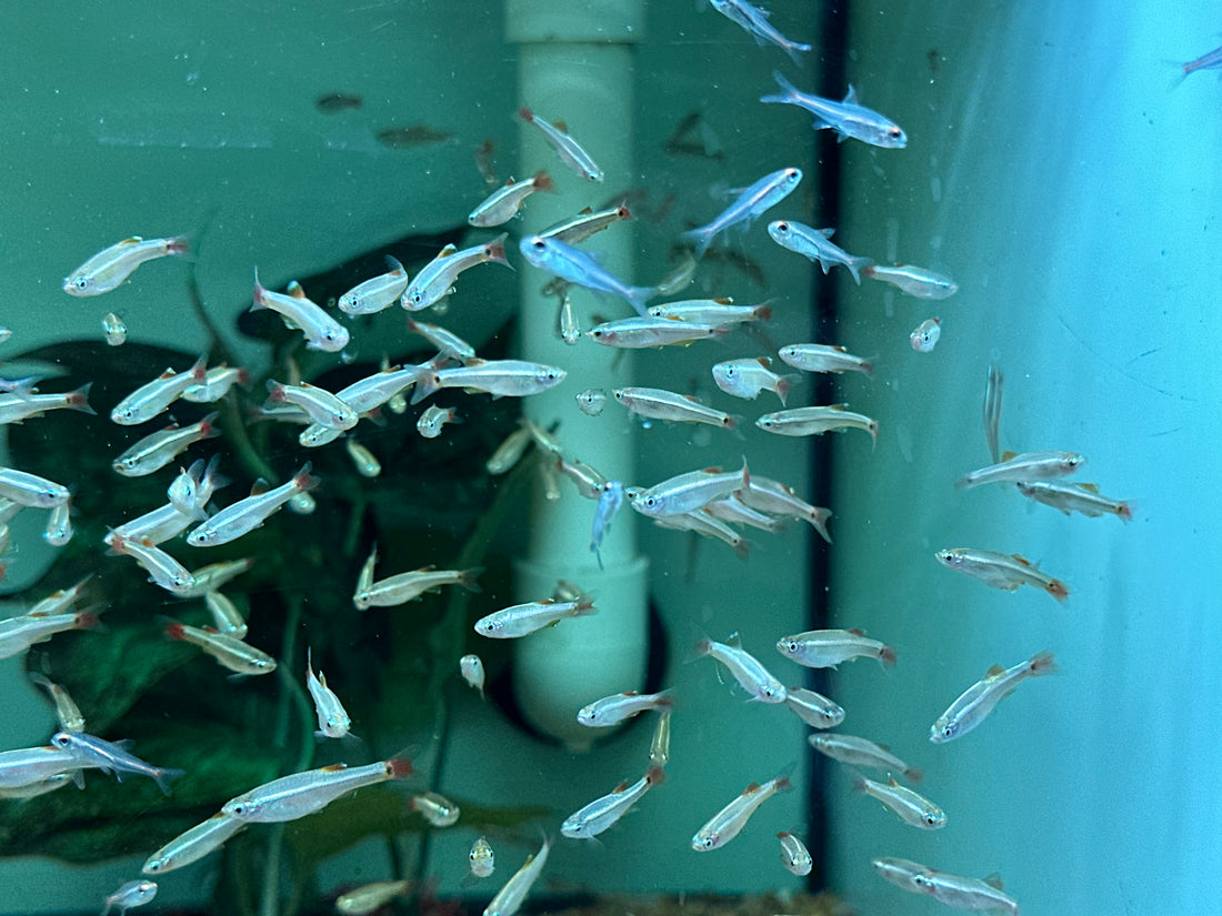 White Cloud Minnow (.75-1”)