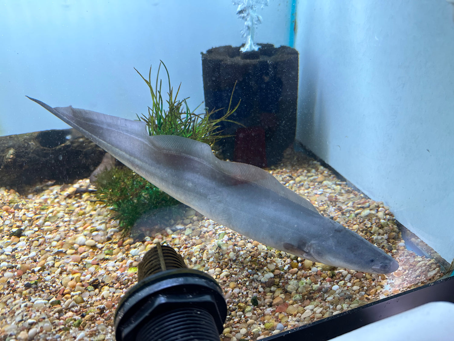 Aba Aba Knifefish (16”)