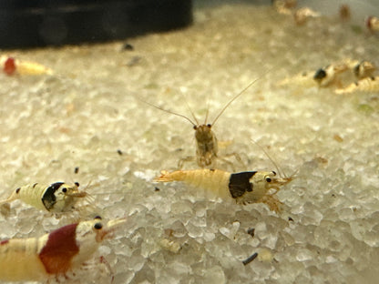 Crystal Red/Black Shrimp (.75-1”)