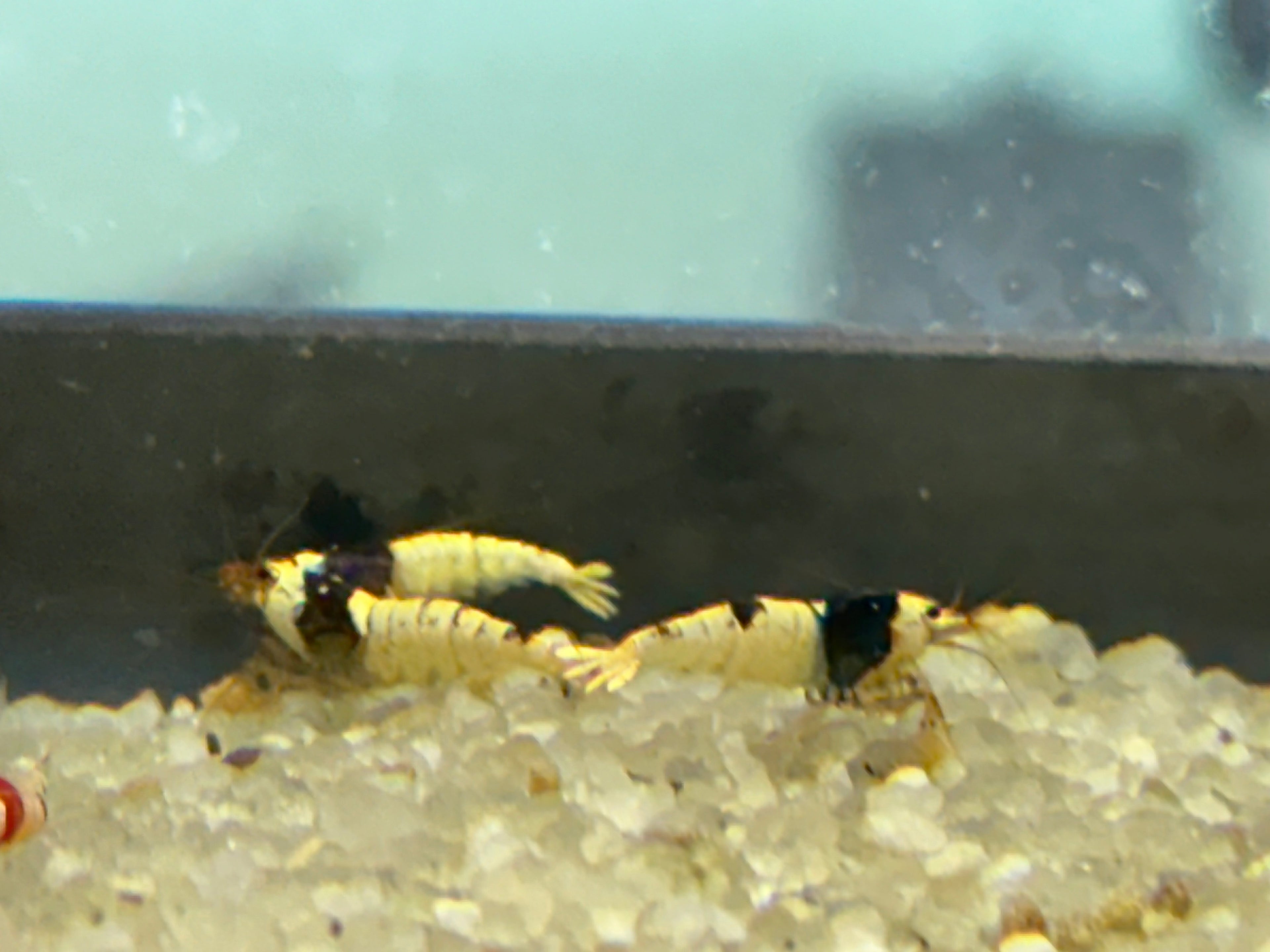 Crystal Red/Black Shrimp (.75-1”)