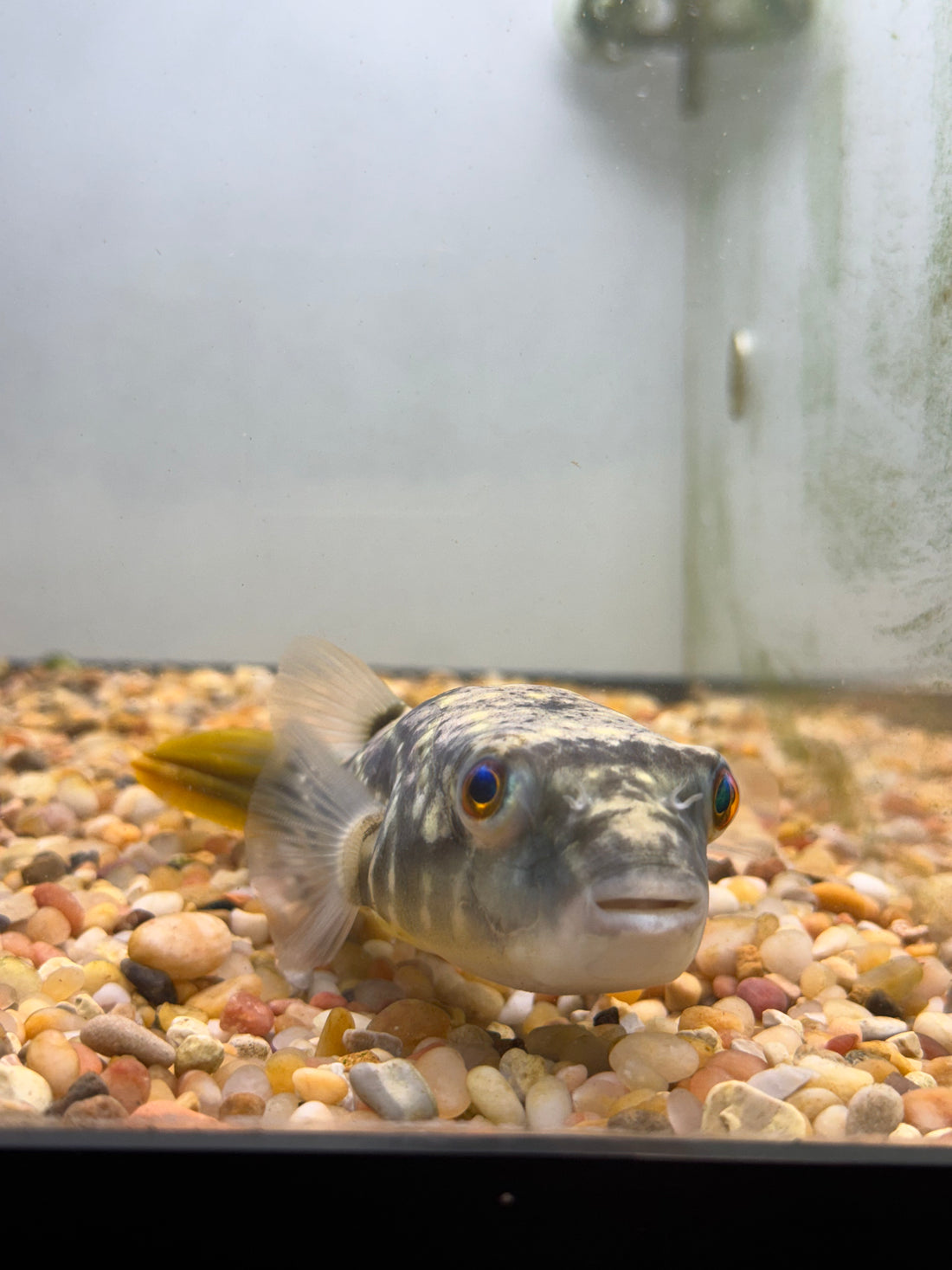 Fahaka Pufferfish (5.5-6”)
