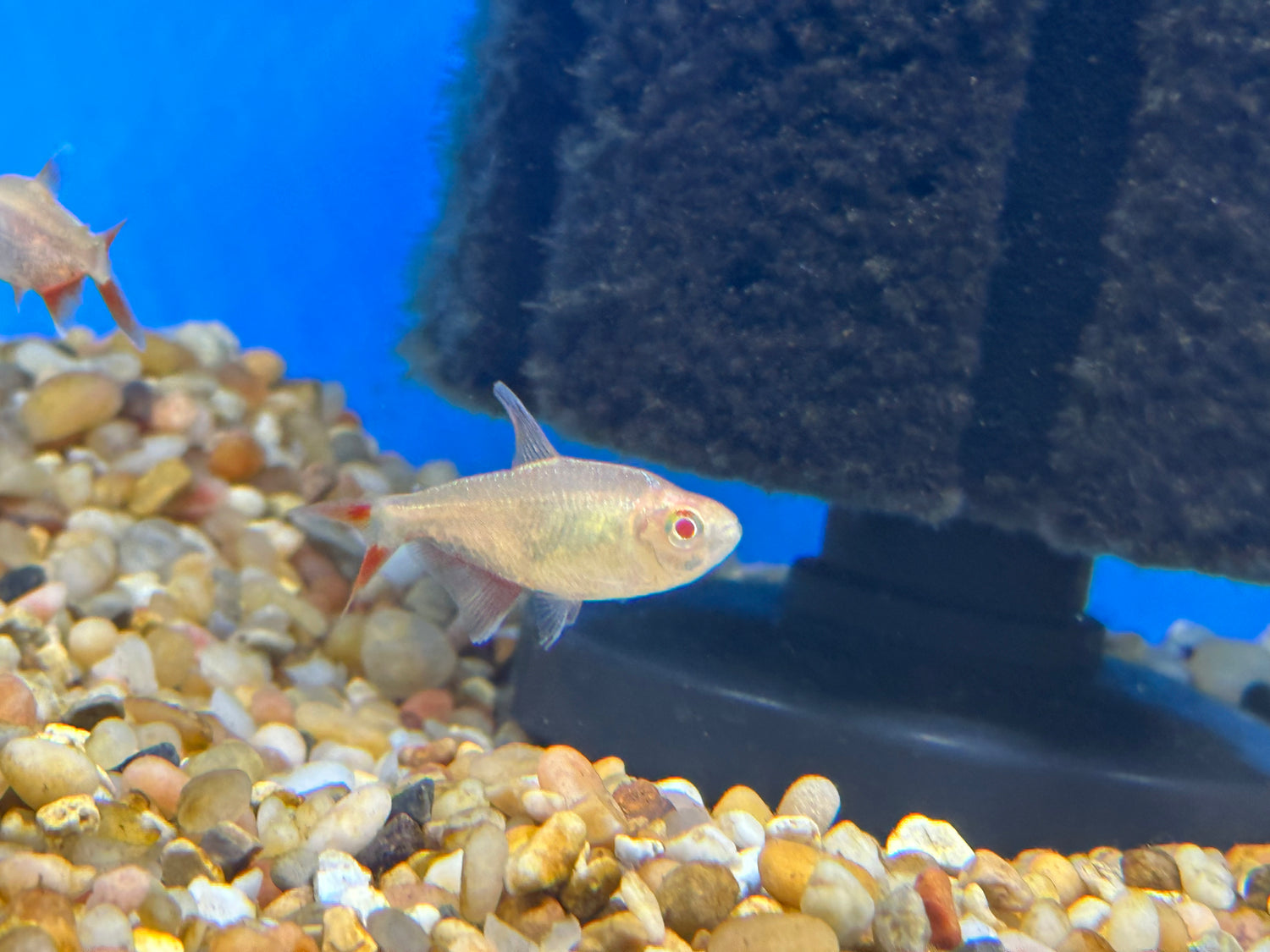 Albino Buenos Aires Tetra (2”)