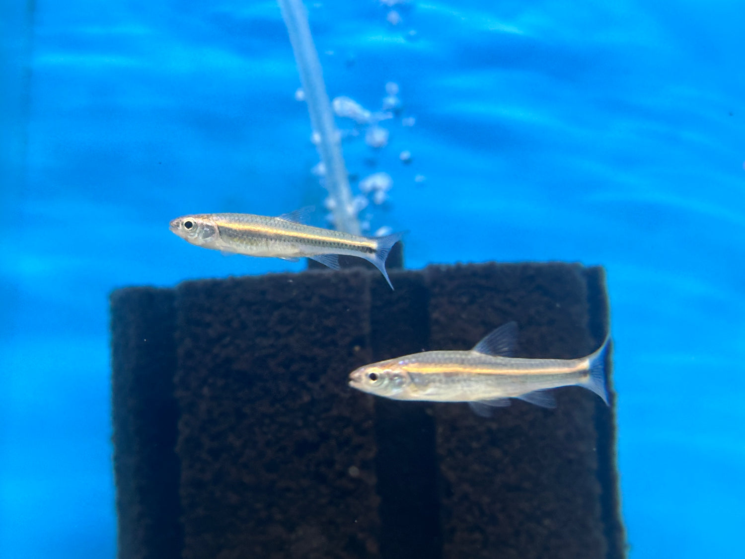 Arcoiris Shiner (1,5”)