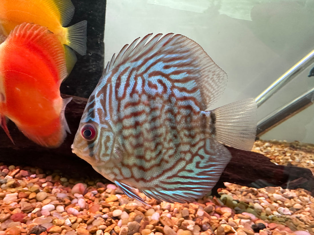 Red Turquoise Discus (4”)