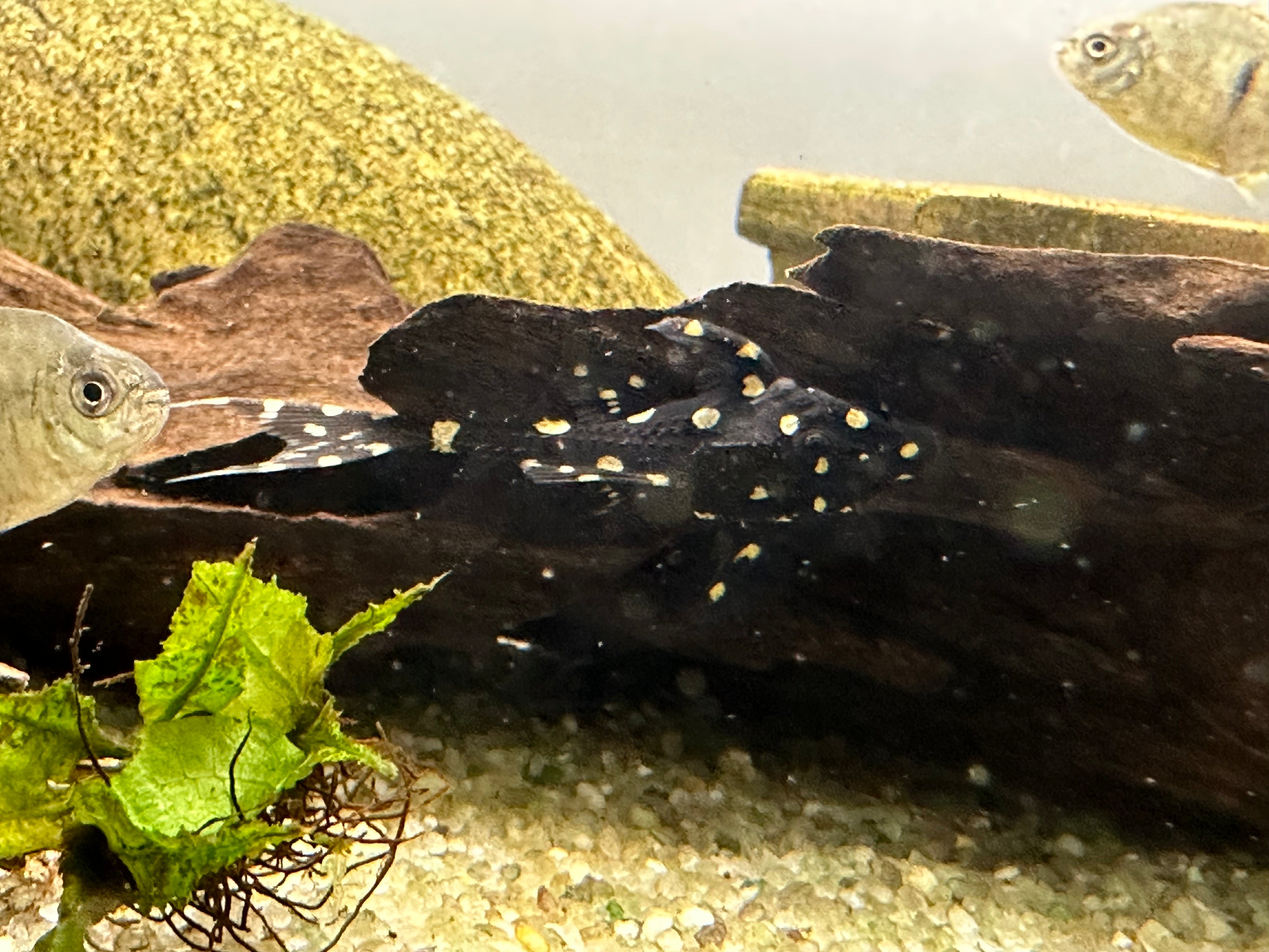 L155 Adonis Pleco (2”)