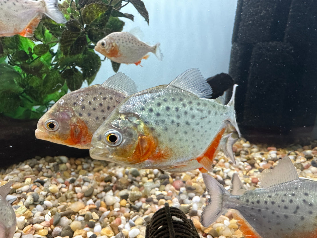 Baby Red Belly Piranha (1.75-2”)