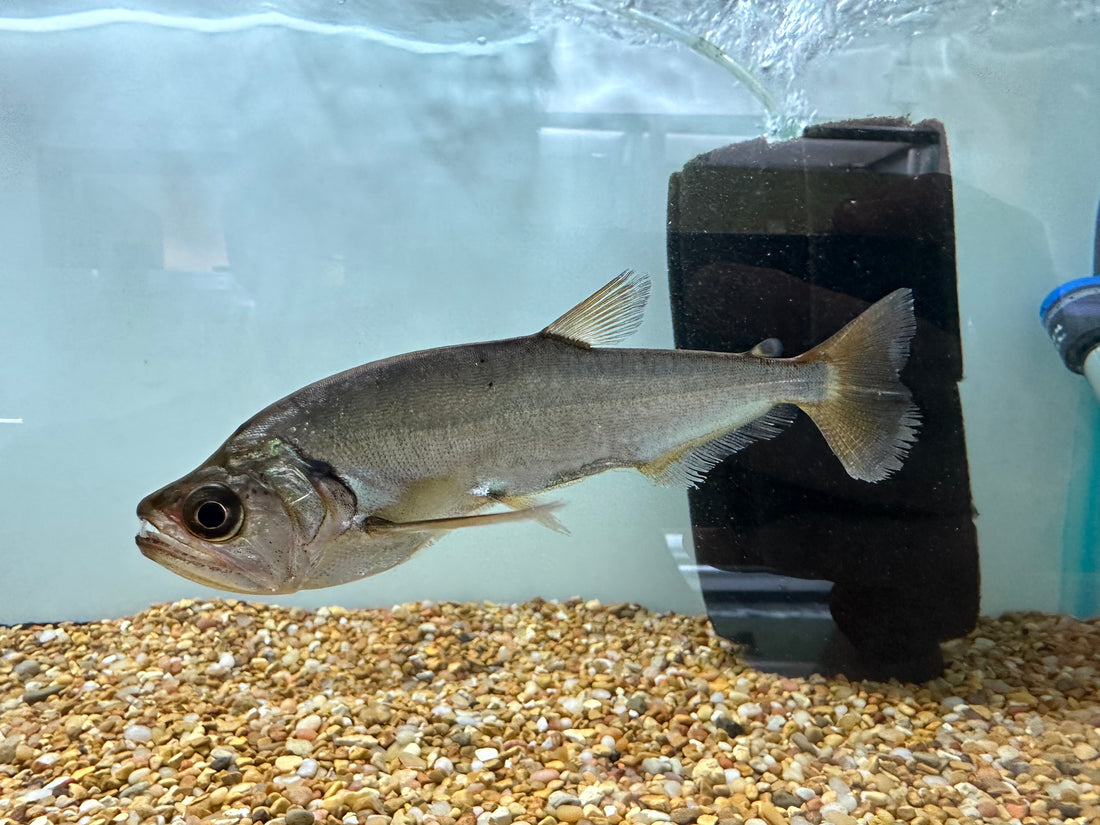 Redtail Payara (5.5-6”)