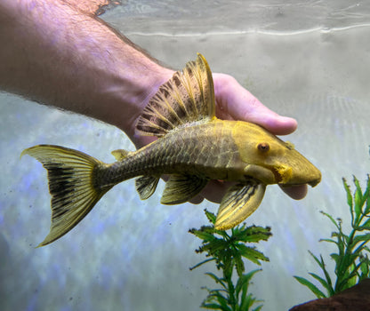 “Xanthic” L330 Watermelon Royal Pleco (7-8”)