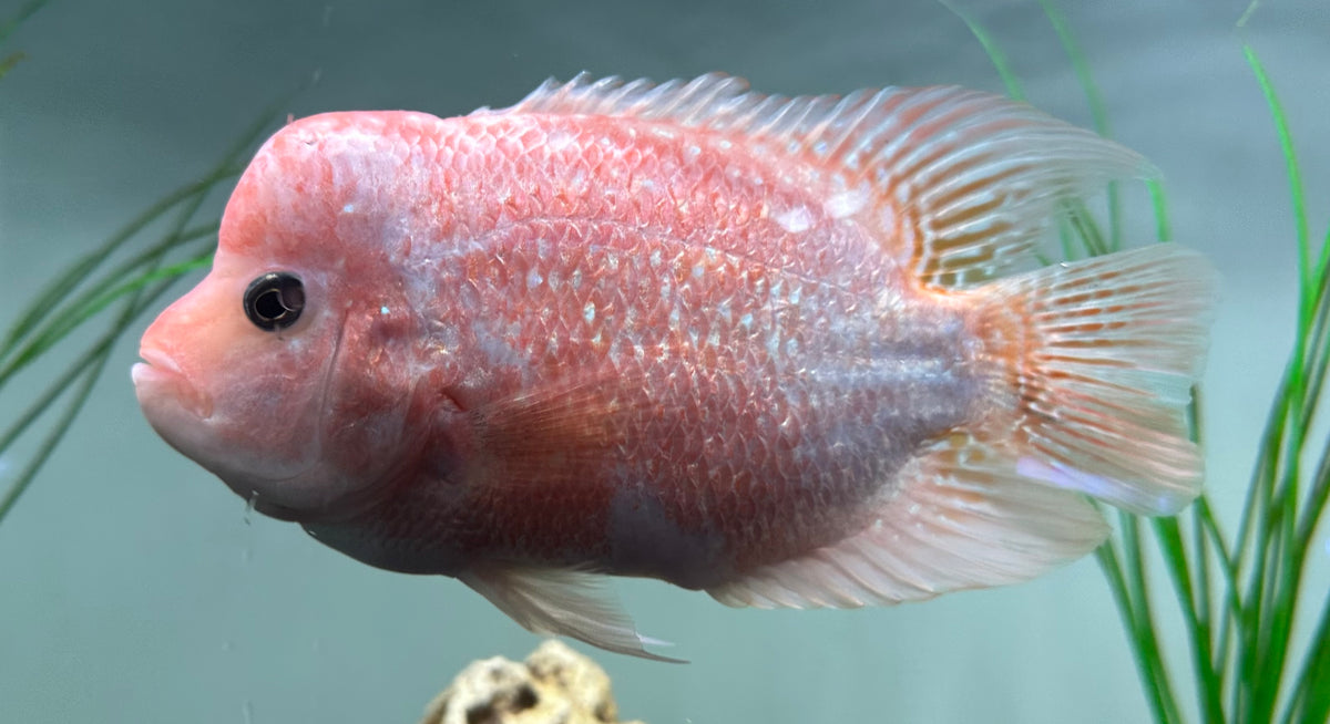 Large Mammon Hybrid Cichlid (7”)