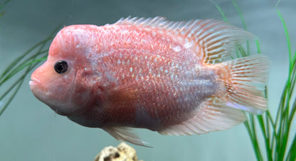 Large Mammon Hybrid Cichlid (7”)