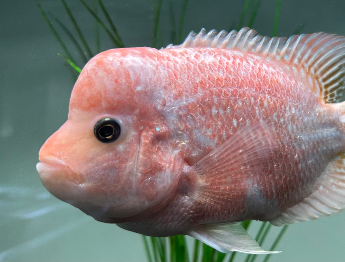 Large Mammon Hybrid Cichlid (7”)