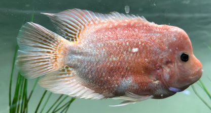 Large Mammon Hybrid Cichlid (7”)