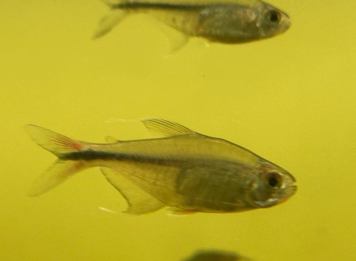 Phoenix Tetra (1.5”)