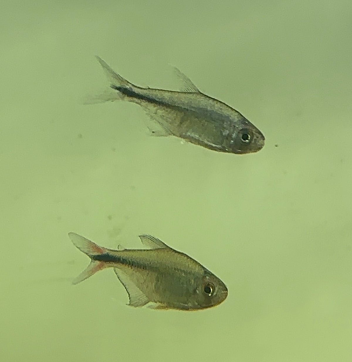 Phoenix Tetra (1.5”)