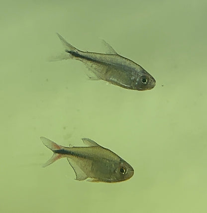 Phoenix Tetra (1.5”)