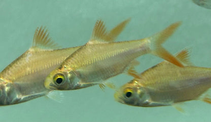 Xanthic Tinfoil Barb (2.5”)