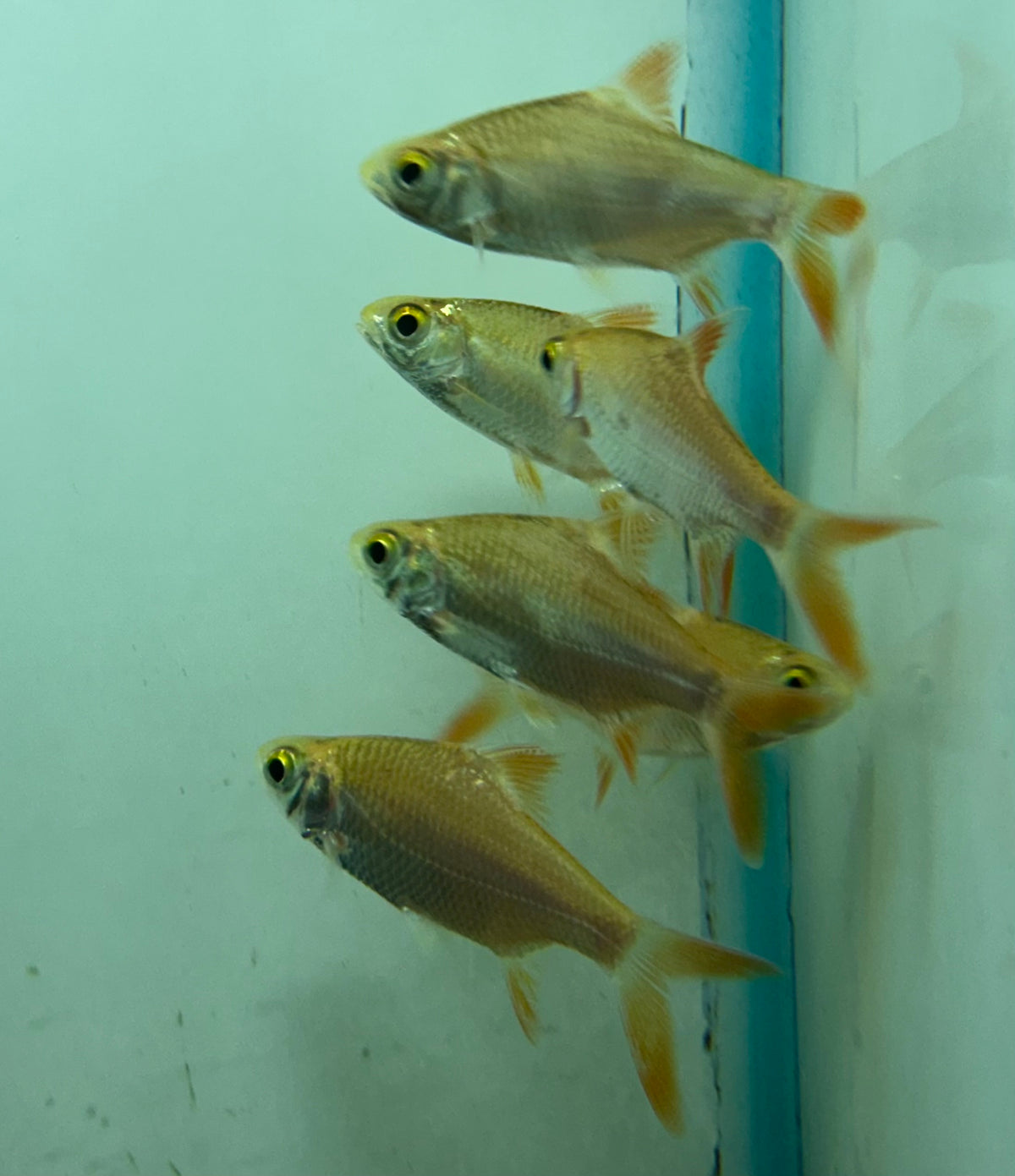 Xanthic Tinfoil Barb (2.5”)