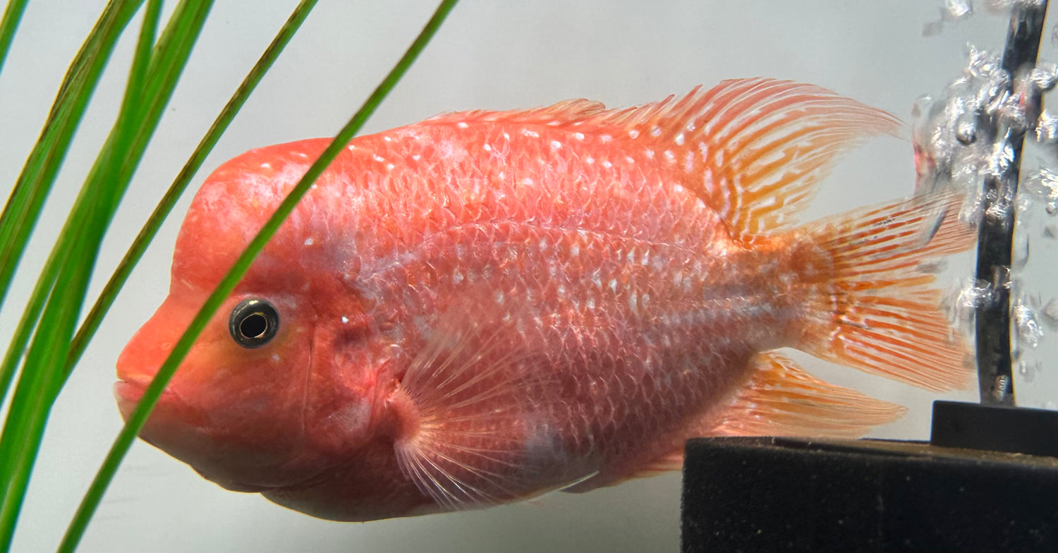 Large Mammon Hybrid Cichlid (7”)