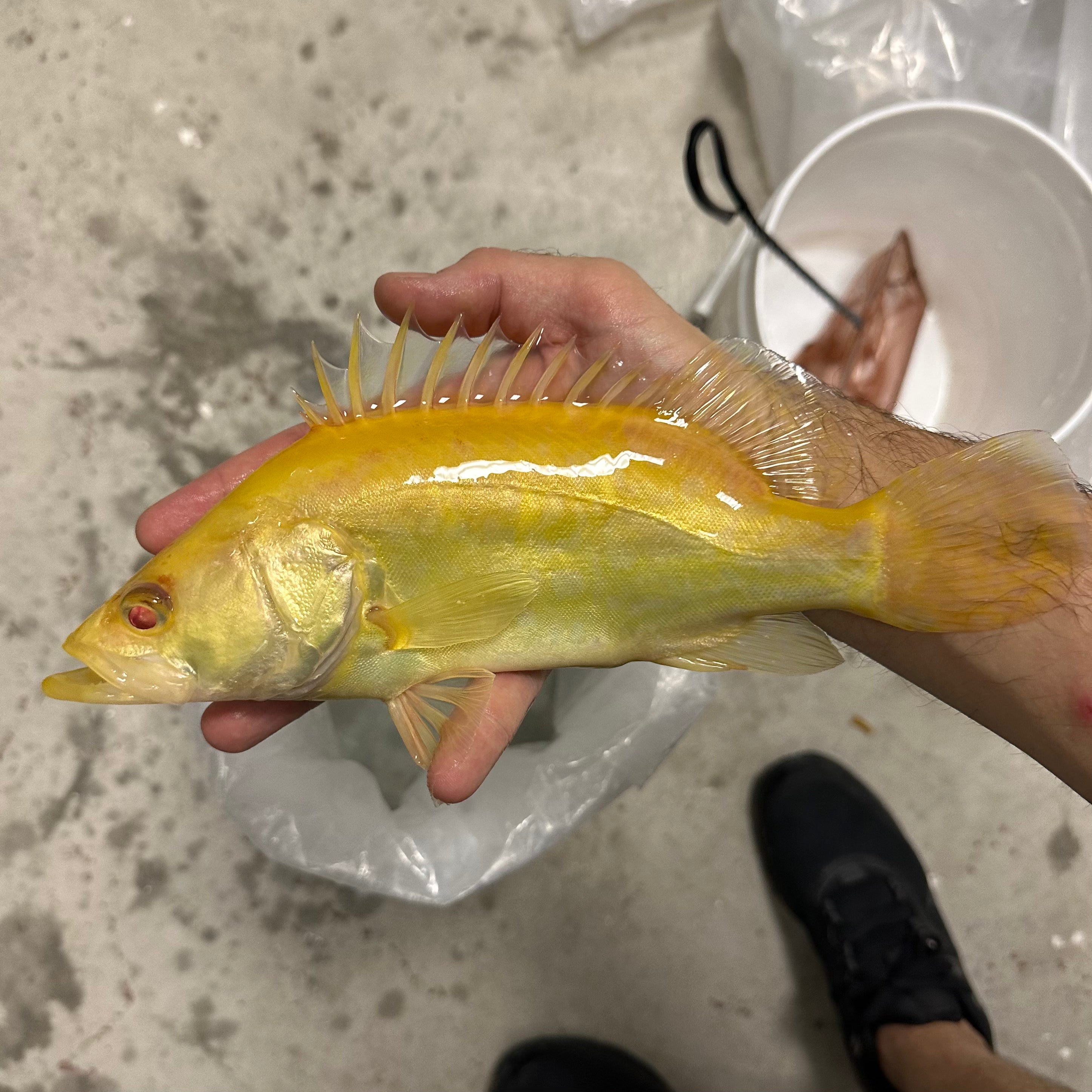 Global Fish Co.