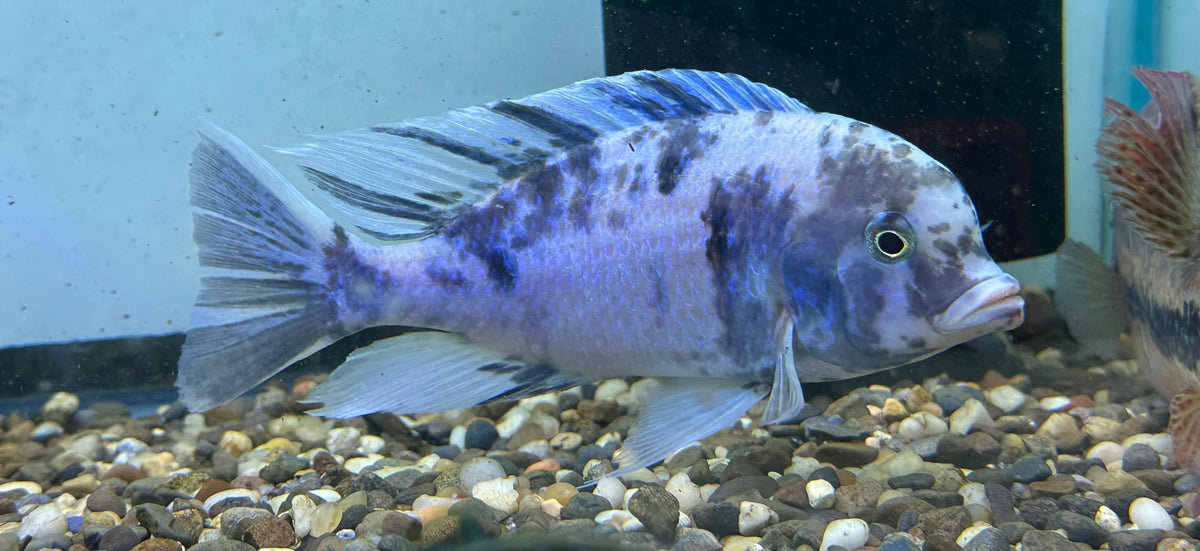 XL OB Dolphin moori Cichlid (7”)