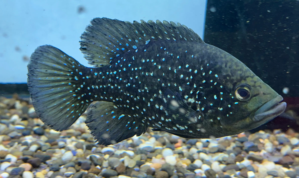 LARGE Starry Night Cichlid (6-7”)