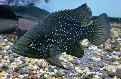 LARGE Starry Night Cichlid (6-7”)