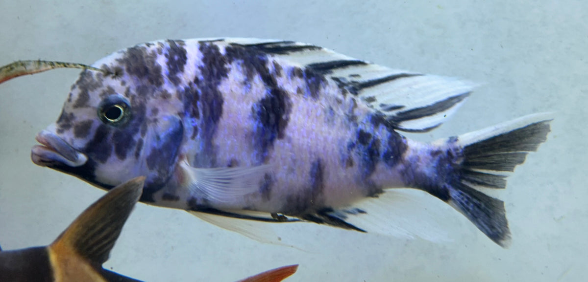 XL OB Dolphin moori Cichlid (7”)