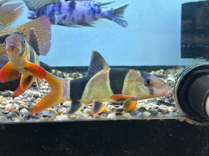 LARGE Clown Loach (6-7”)