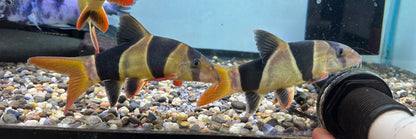 LARGE Clown Loach (6-7”)