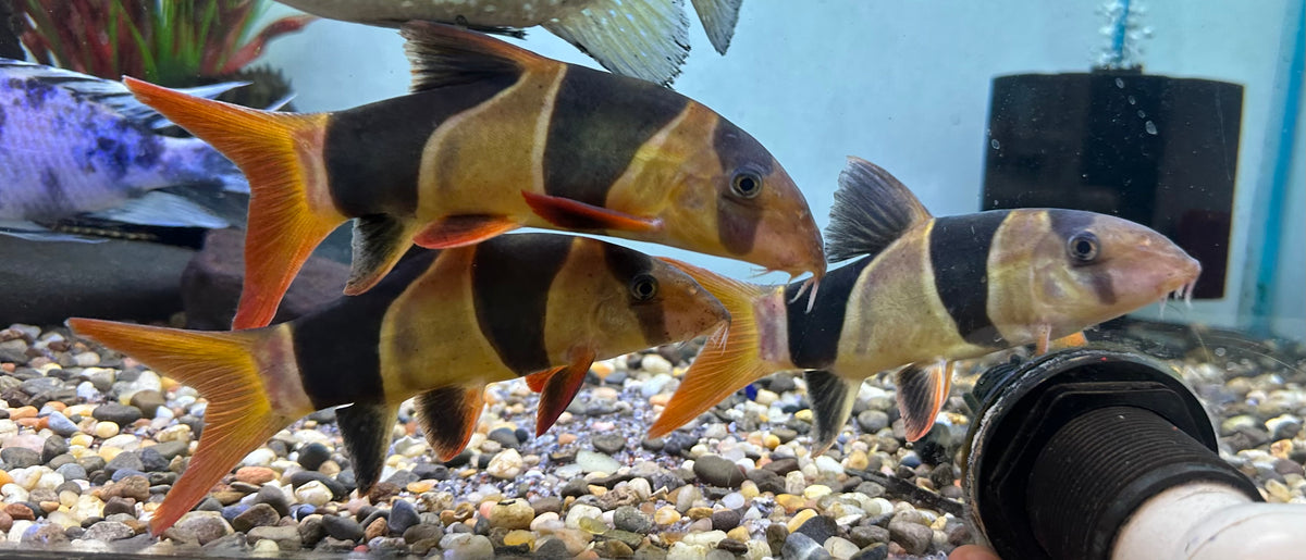 LARGE Clown Loach (6-7”)
