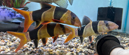 LARGE Clown Loach (6-7”)
