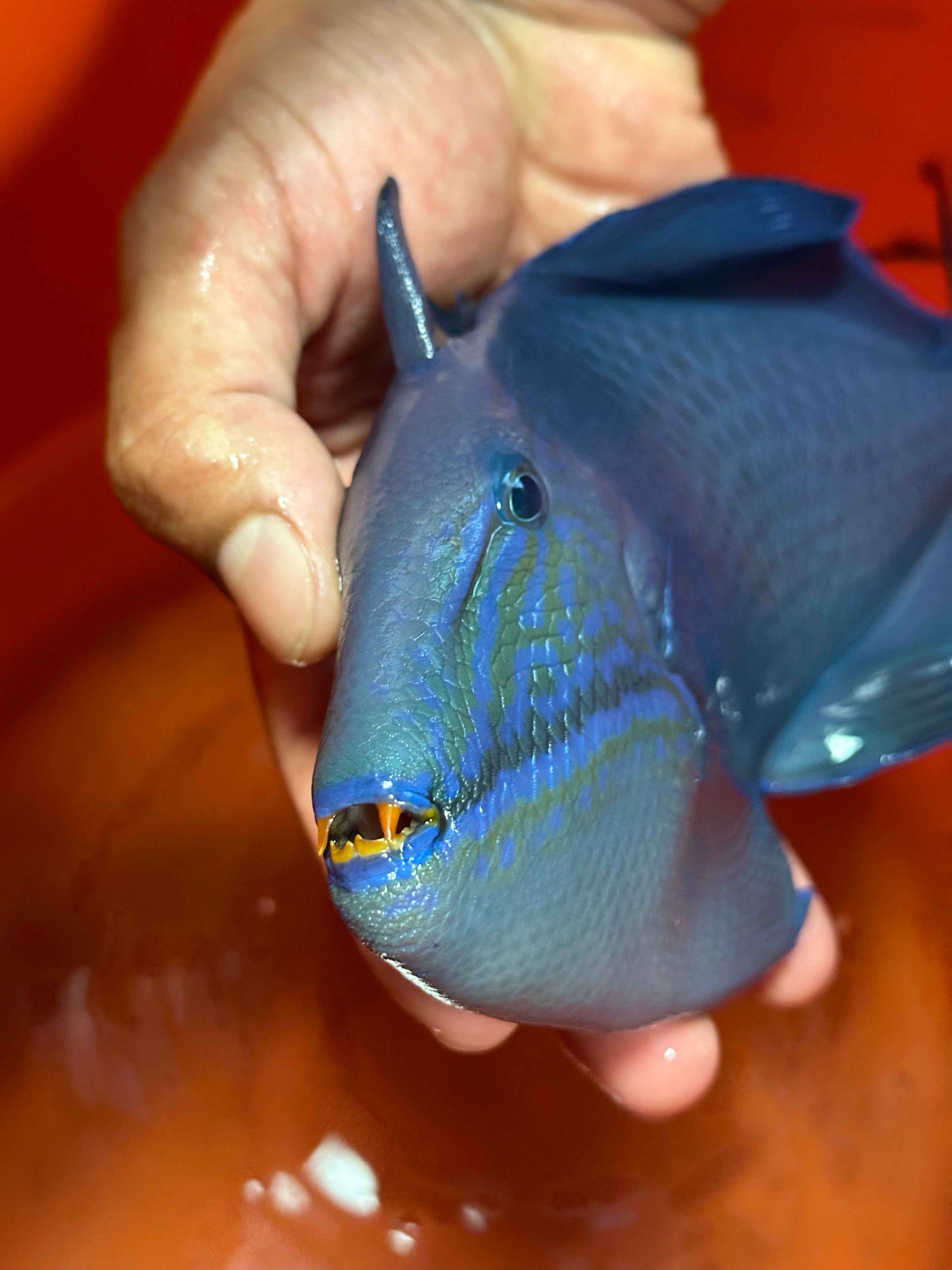 Global Fish Co.