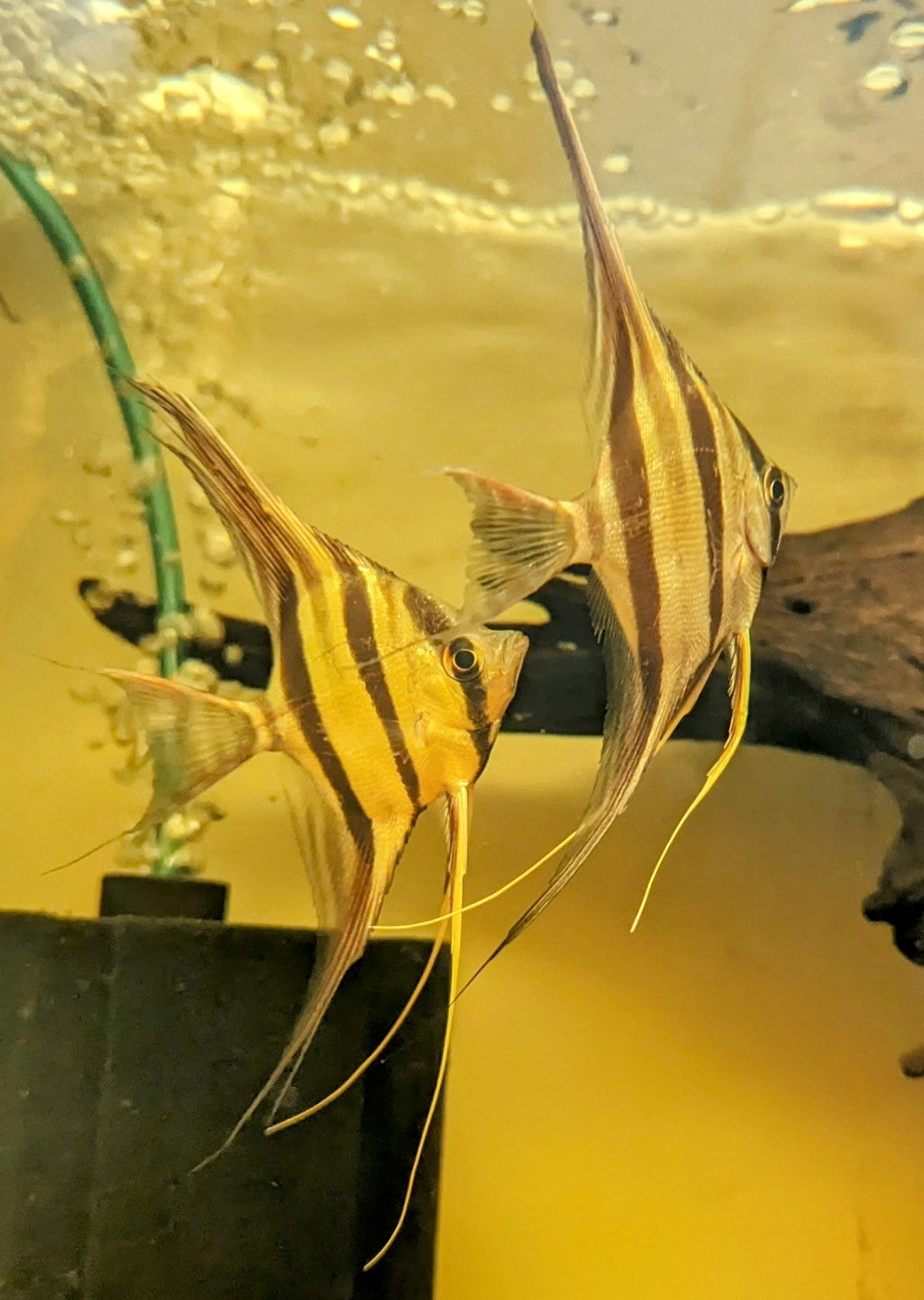 WC Altum Angelfish (2.5-3”)