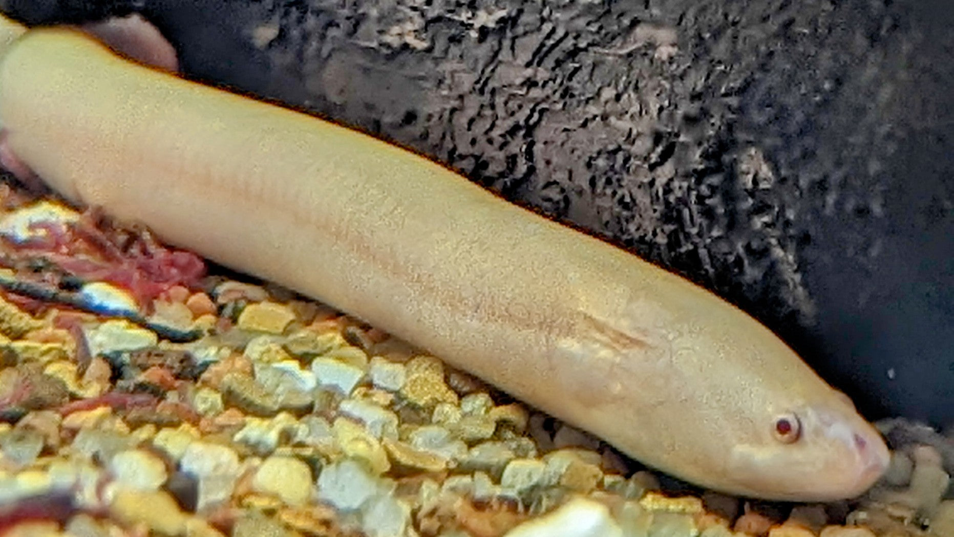 Albino Swap Eel (5.5-6