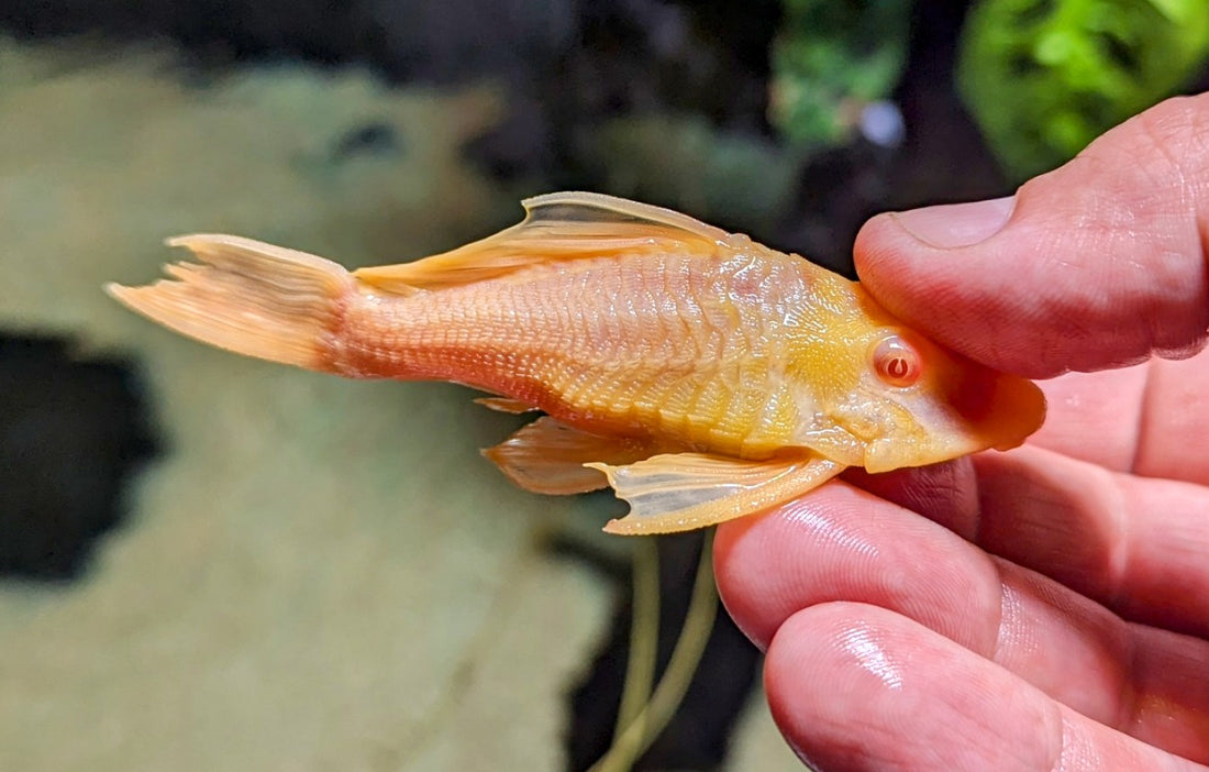 Shortbody Albino Gibbiceps Pleco (3-3.5”)