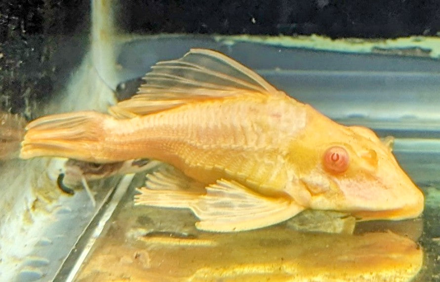 Shortbody Albino Gibbiceps Pleco (3-3.5”)