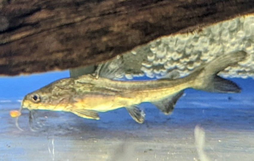 Gold Trunkhead Catfish (2.5-3&quot;)