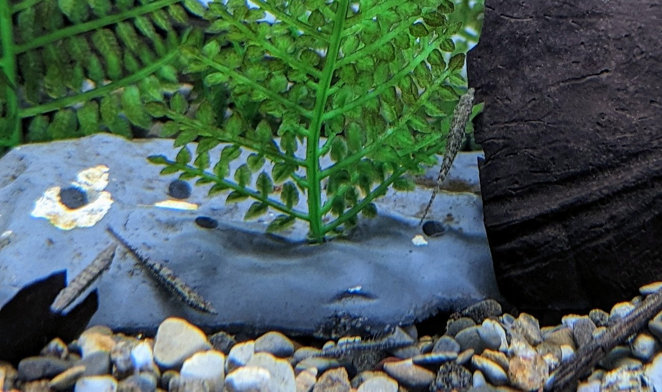 Mini Pipefish (.75&quot;-1&quot;)