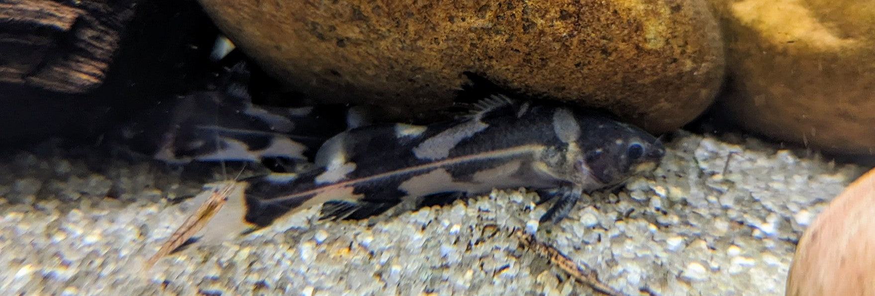 Harlequin Lancer Catfish (2.5-3&quot;)