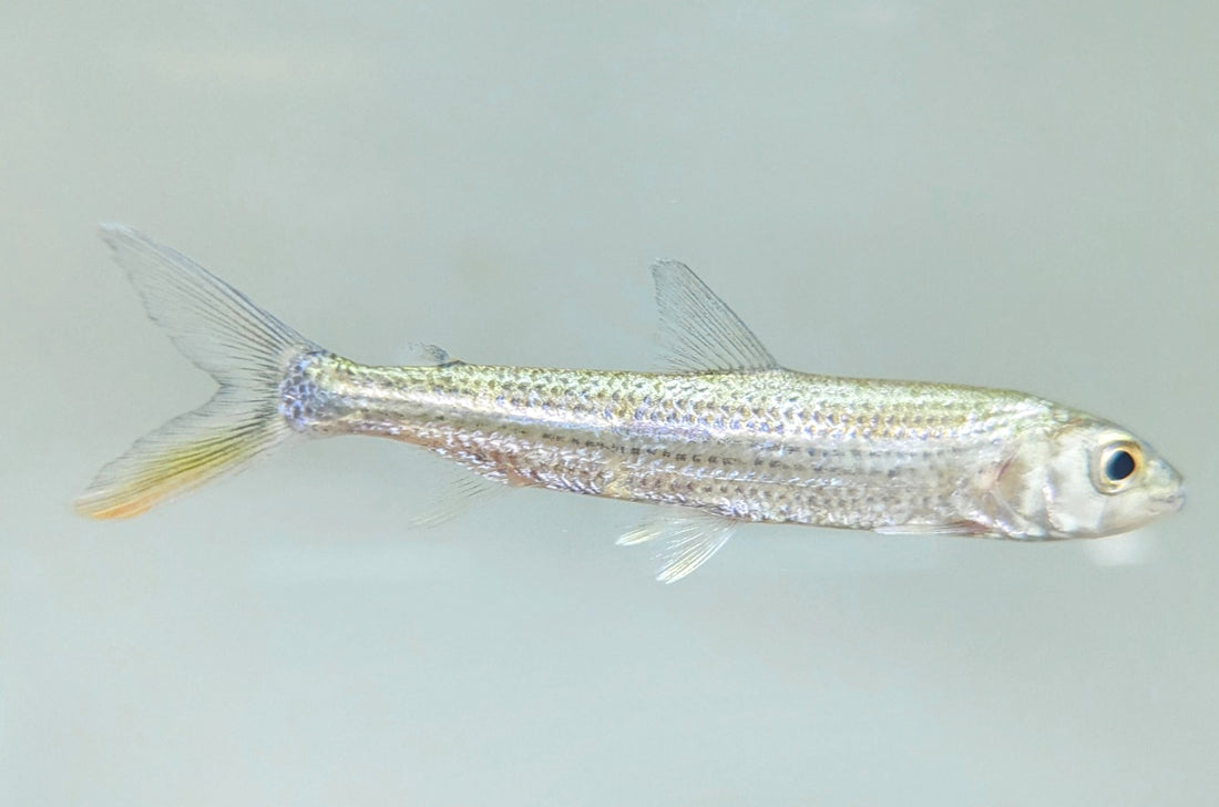 Forskahlii Tigerfish (4”)