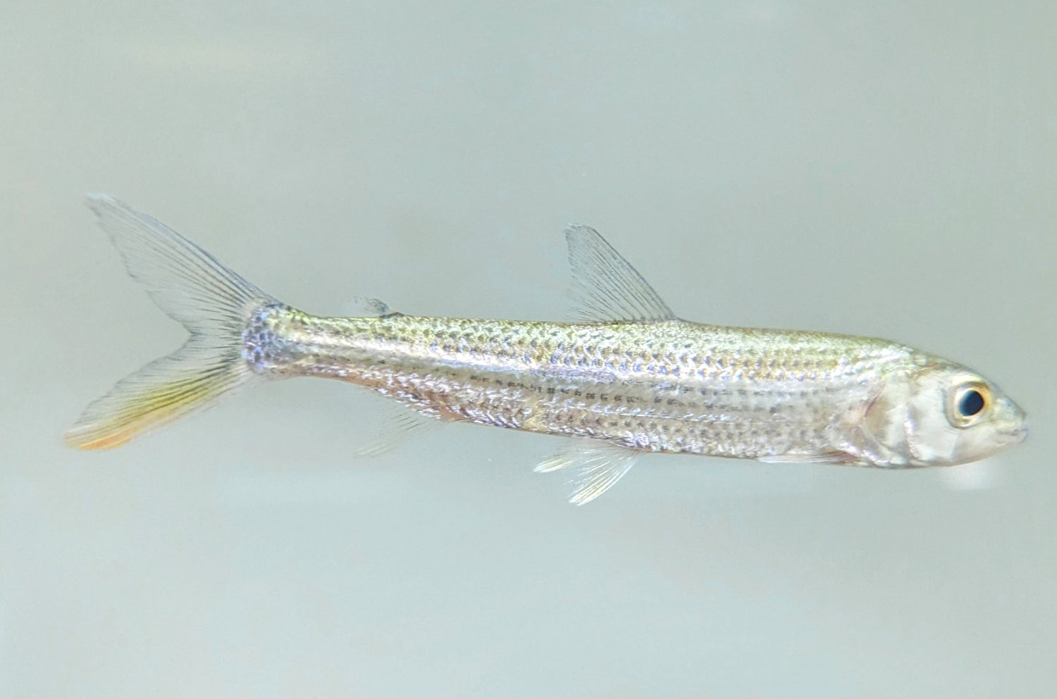 Forskahlii Tigerfish (4”)