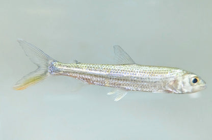 Forskahlii Tigerfish (4”)