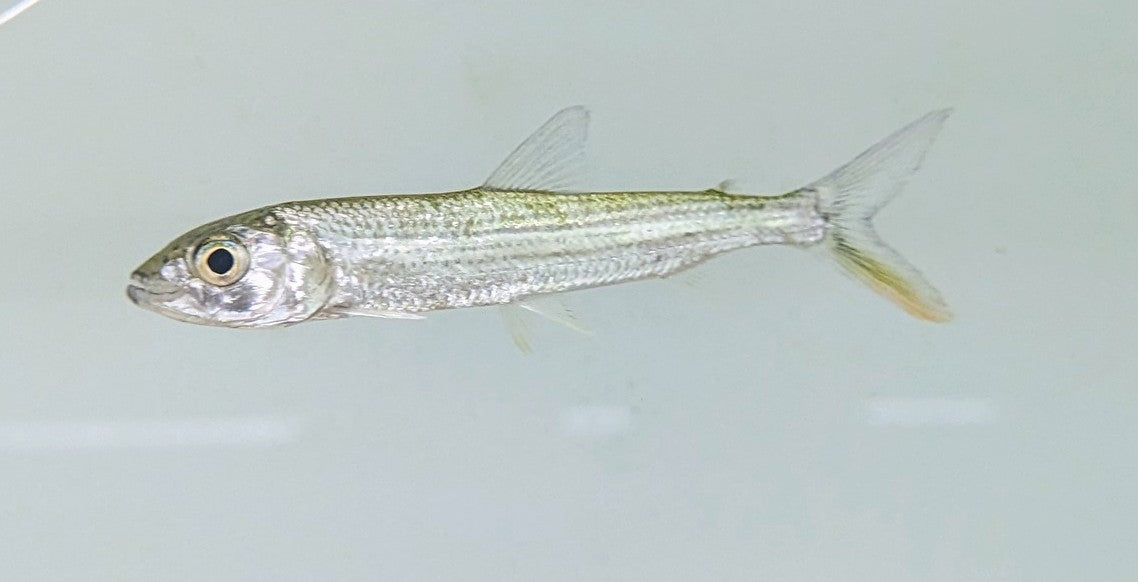 Forskahlii Tigerfish (4”)