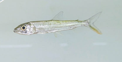 Forskahlii Tigerfish (4”)