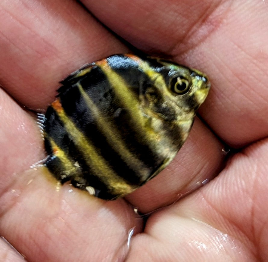 Baby African Tiger Scat (1.25”)
